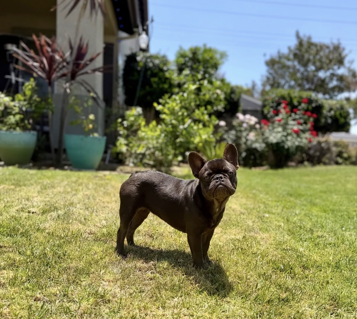 Zuzu — Chocolate • 6 months old French Bulldog puppy