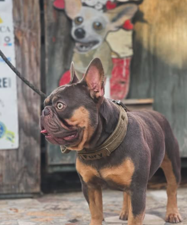 Fury — Our foundation sire