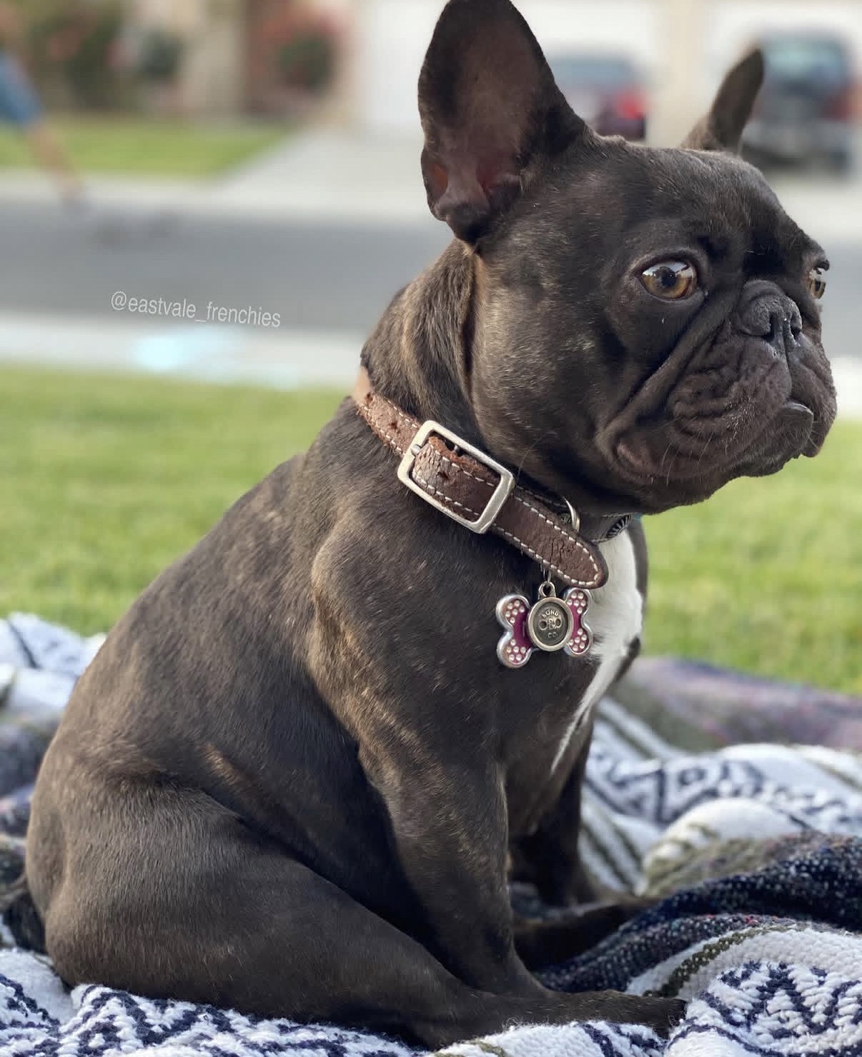 Milky — Sunshine in puppy form
