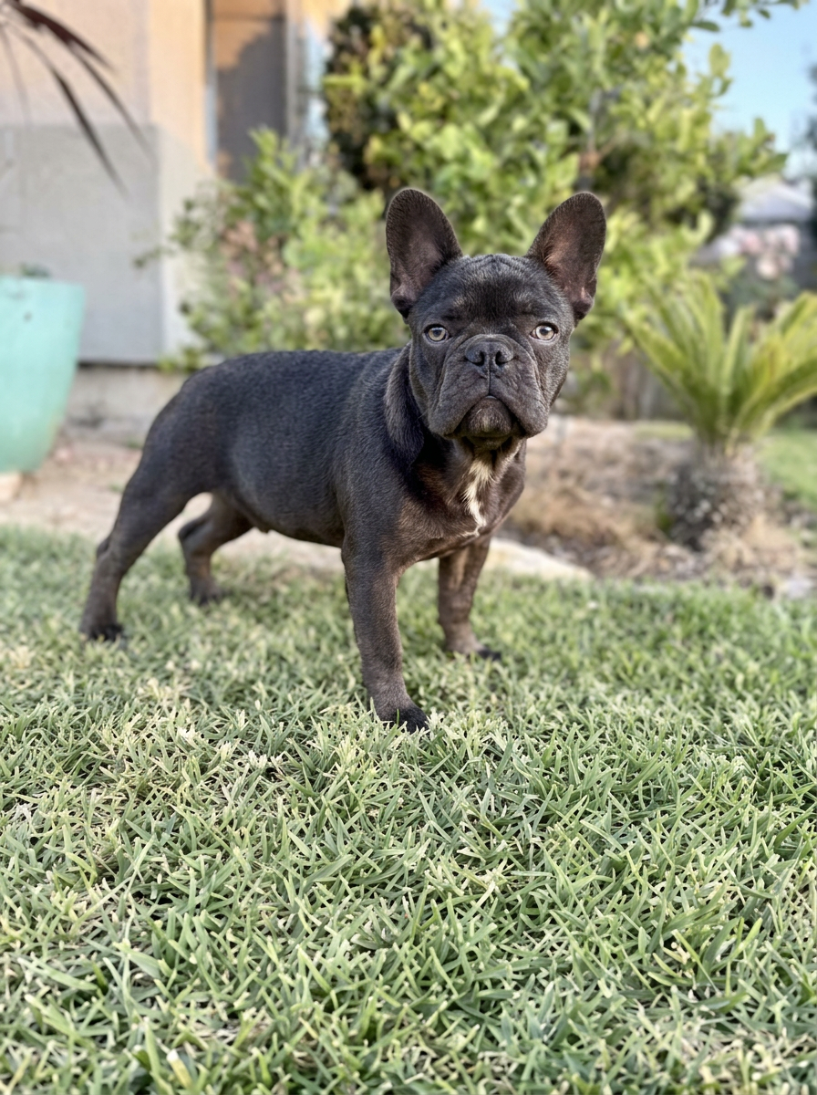 Yoshi — Blue • 6 months old French Bulldog puppy